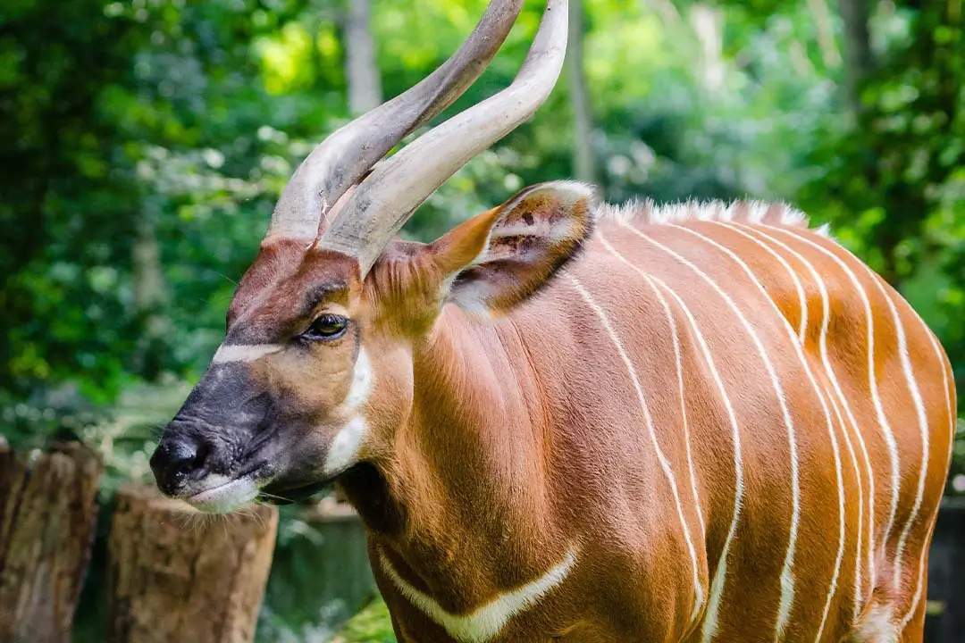 Bongo Antelope